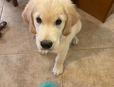 Dublin's T O'Reilly Golden Retriever