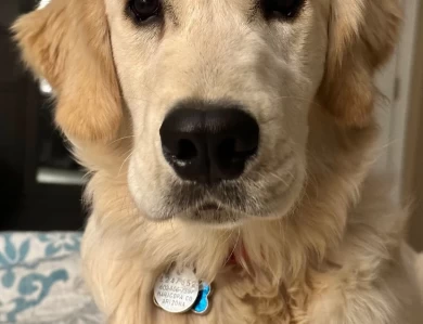 Dublin's T O'Reilly Golden Retriever