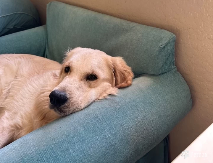 Dublin's T O'Reilly Golden Retriever