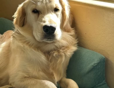 Dublin's T O'Reilly Golden Retriever