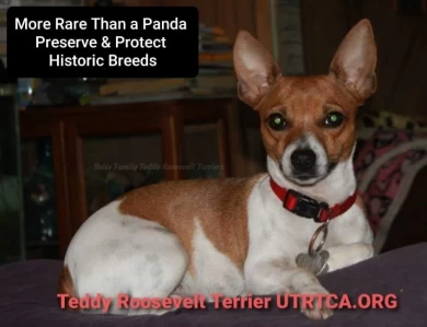 Boles Family Teddy Roosevelt Terriers 