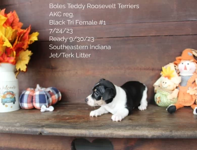 Black Tri Female #1 Rat Terrier