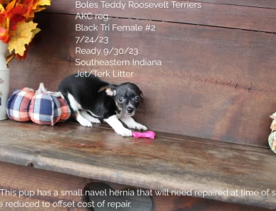 Black Tri Female #2 Rat Terrier