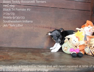 Black Tri Female #2 Rat Terrier