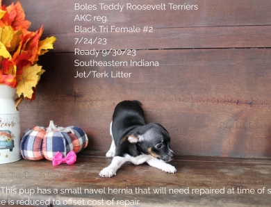 Black Tri Female #2 Rat Terrier