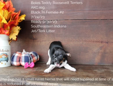 Black Tri Female #2 Rat Terrier