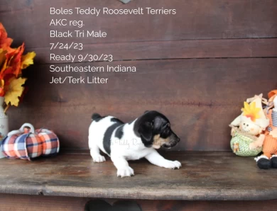 Black Tri Male  Rat Terrier