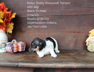 Black Tri Male  Rat Terrier