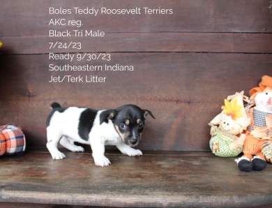 Black Tri Male  Rat Terrier