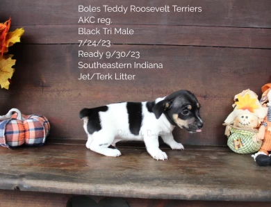 Black Tri Male  Rat Terrier