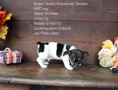 Black Tri Male  Rat Terrier