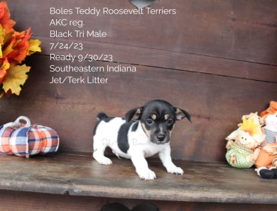 Black Tri Male  Rat Terrier