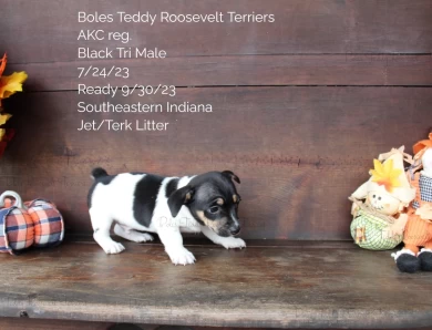 Black Tri Male  Rat Terrier