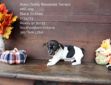 Black Tri Male  Rat Terrier