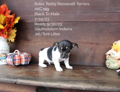 Black Tri Male  Rat Terrier