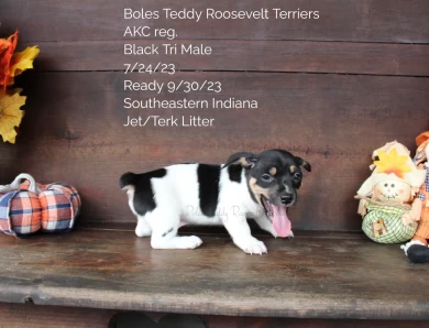 Black Tri Male  Rat Terrier