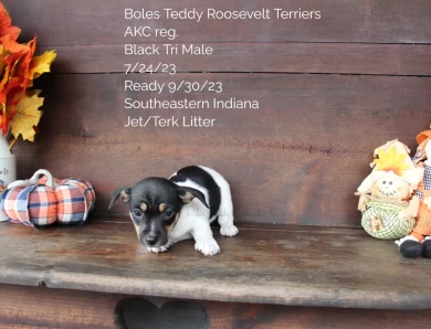 Black Tri Male  Rat Terrier