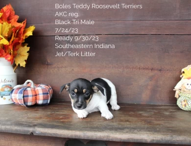 Black Tri Male  Rat Terrier