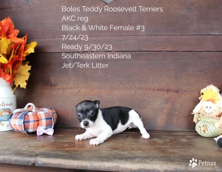 Black & White Female #3 Rat Terrier