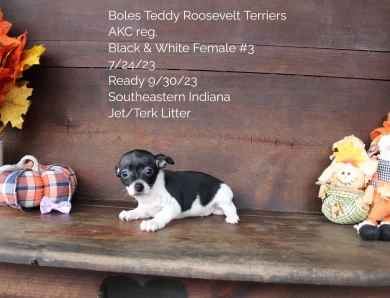 Black & White Female #3 Rat Terrier