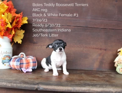 Black & White Female #3 Rat Terrier