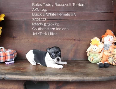 Black & White Female #3 Rat Terrier