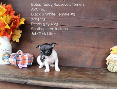 Black & White Female #3 Rat Terrier