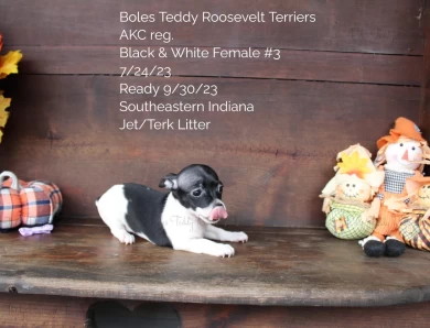 Black & White Female #3 Rat Terrier