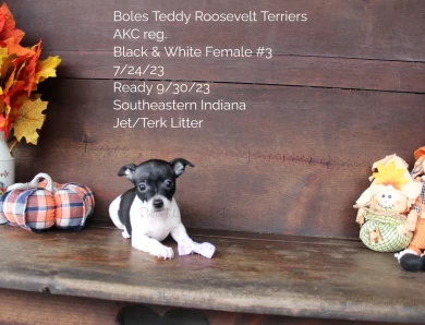 Black & White Female #3 Rat Terrier