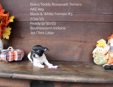 Black & White Female #3 Rat Terrier