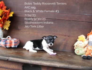 Black & White Female #3 Rat Terrier