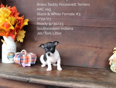 Black & White Female #3 Rat Terrier