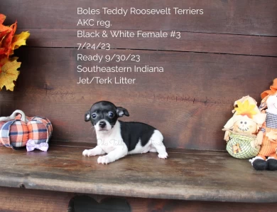 Black & White Female #3 Rat Terrier