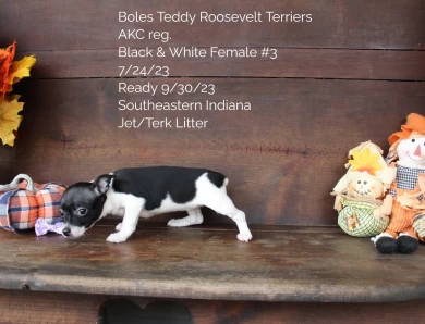 Black & White Female #3 Rat Terrier