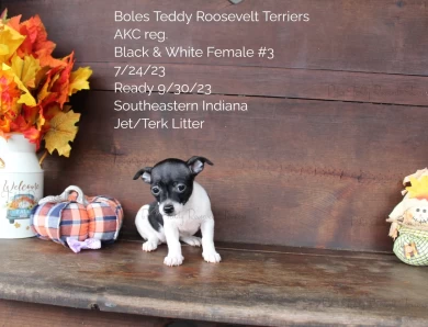 Black & White Female #3 Rat Terrier