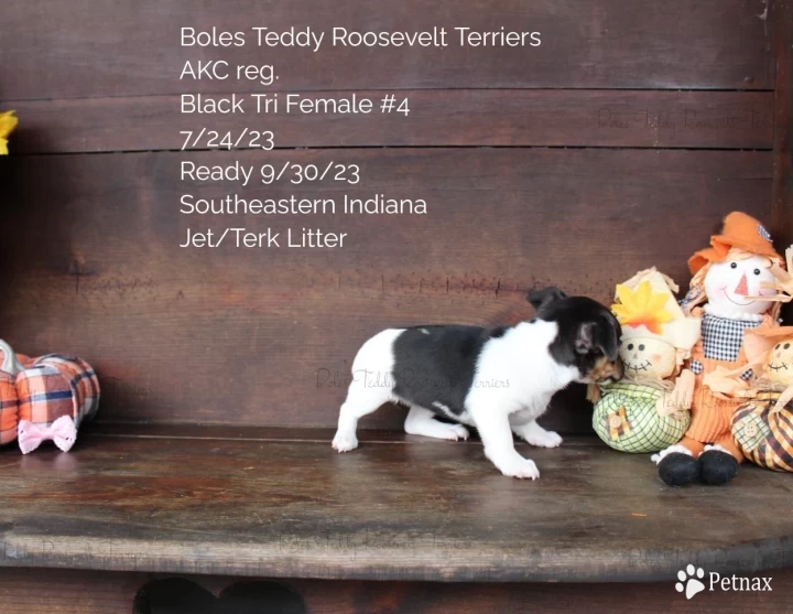 Black Tri Female #4 Rat Terrier