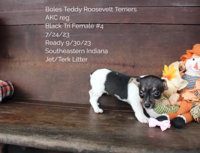 Black Tri Female #4 Rat Terrier