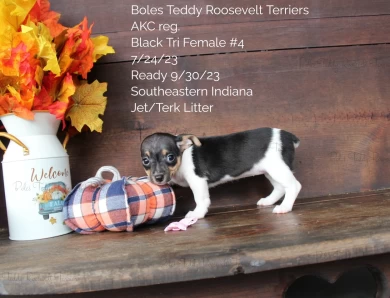 Black Tri Female #4 Rat Terrier