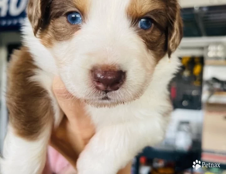 Whiskey Australian Shepherd