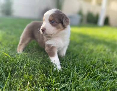 Whiskey Australian Shepherd