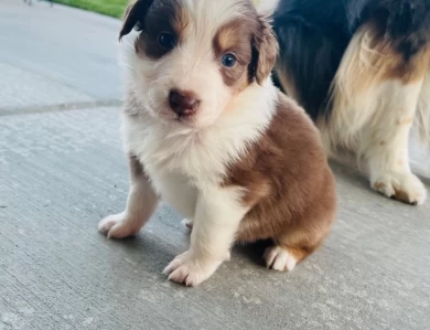 Whiskey Australian Shepherd