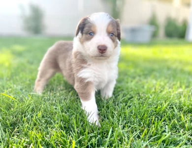 Whiskey Australian Shepherd