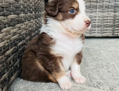 Brandy Australian Shepherd