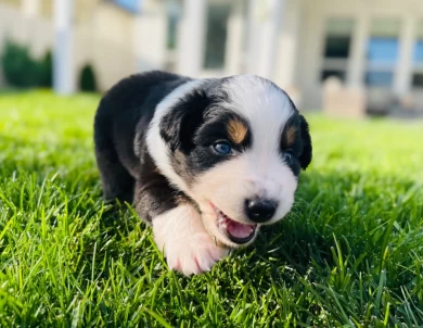 Bailey  Australian Shepherd