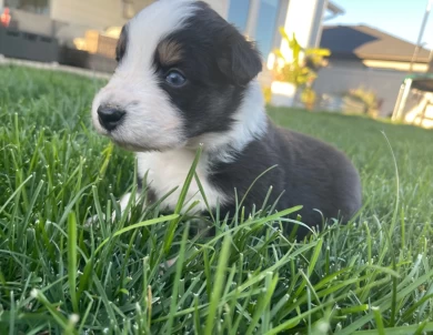 Bailey  Australian Shepherd