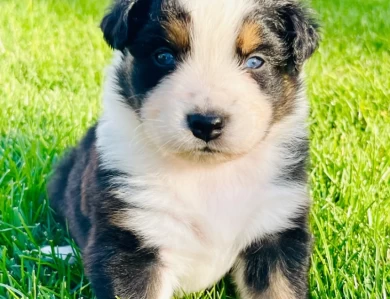 Bailey  Australian Shepherd