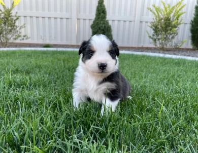 Malibu Australian Shepherd