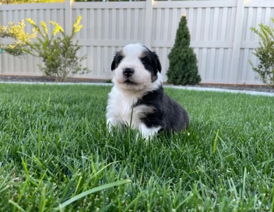 Malibu Australian Shepherd