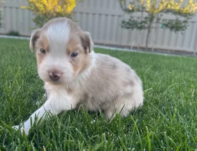 Brewski Australian Shepherd