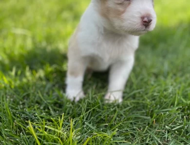 Brewski Australian Shepherd